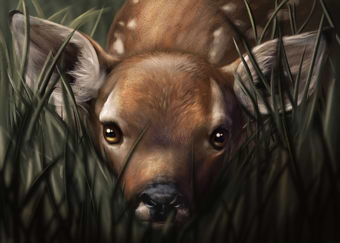 Red deer fawn baby in gras