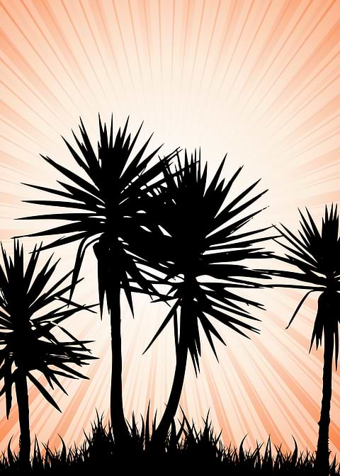 Palm Tree
