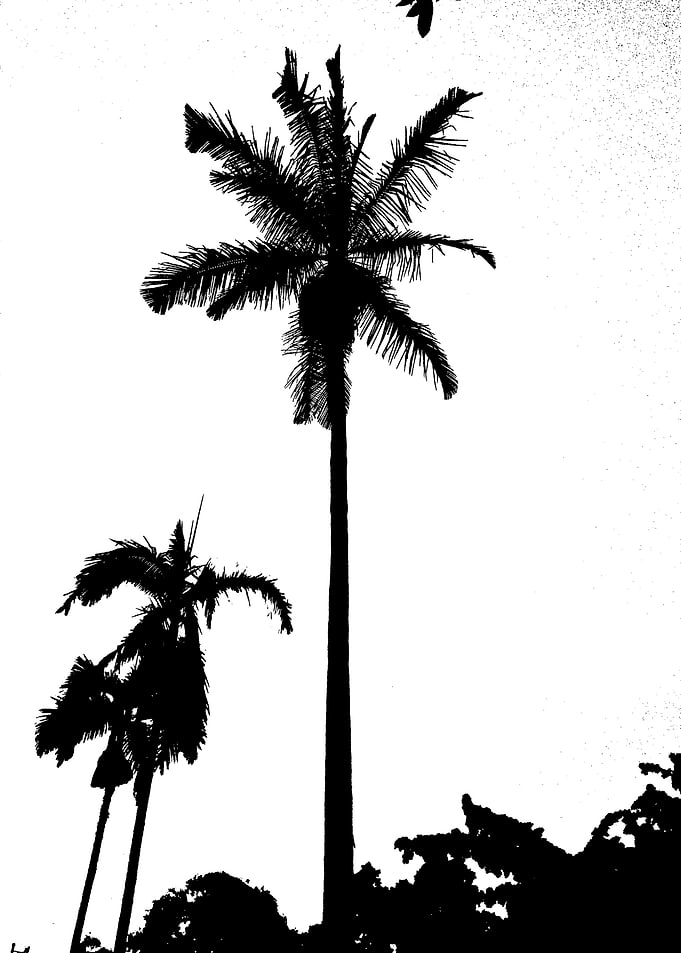 Palm Trees and Greenery