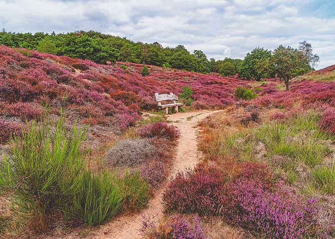 Mookerheide landscape