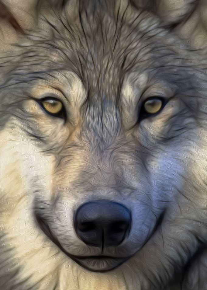 Wolf