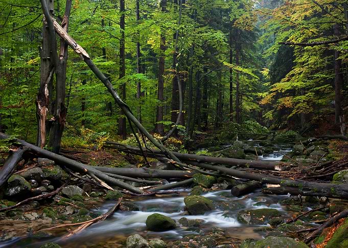 Stream With Fallen Trees