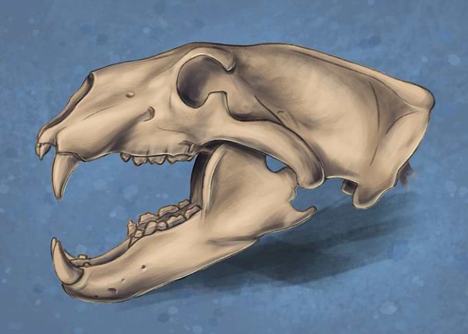 Polar bear skull side view