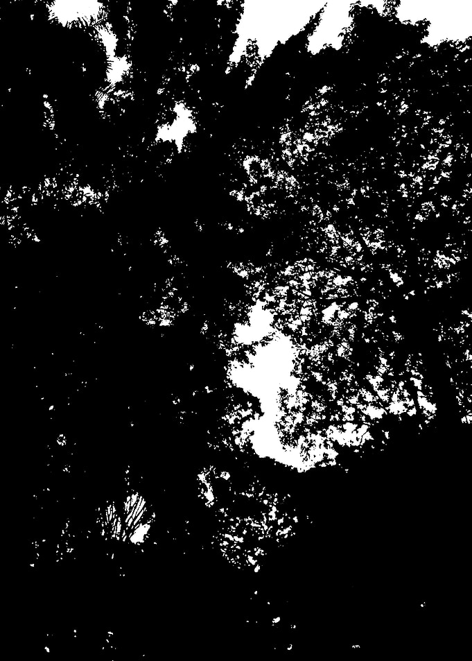 Trees and Leaves