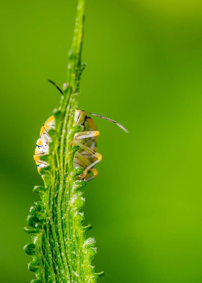 Stink Bug Nymphe