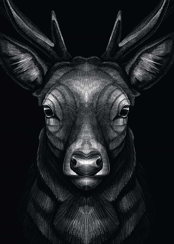 Drawing of the deer