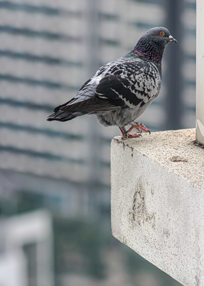 One Edgy Bird