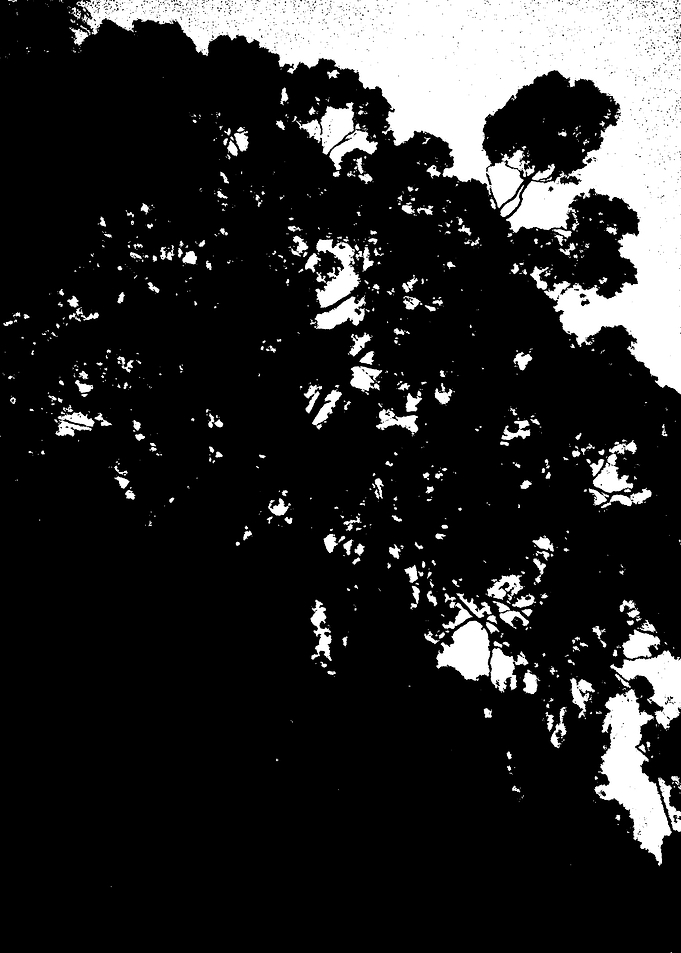 Big Trees