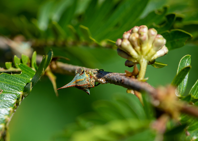 Thorn Bug in a shrub