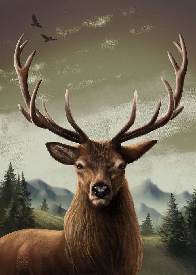 Red deer buck