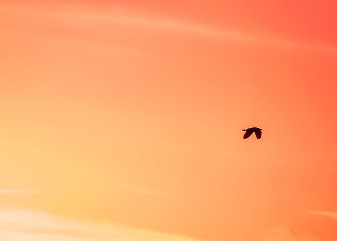 The lonely flight