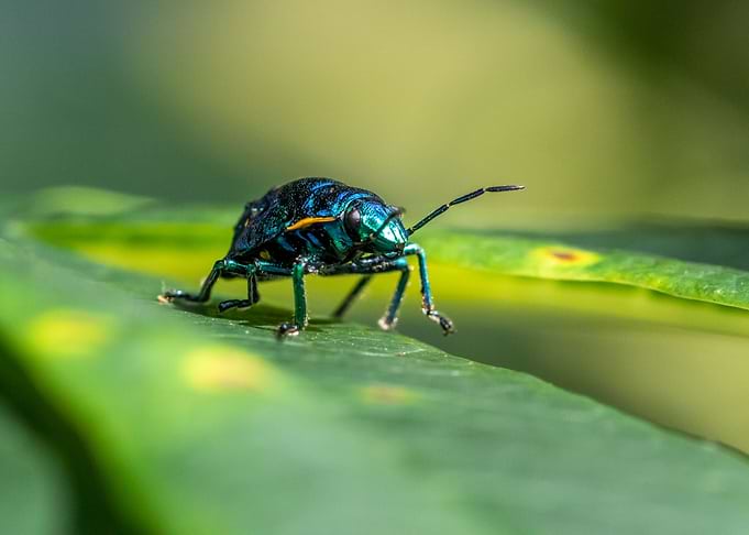 Metallic Shield Bug