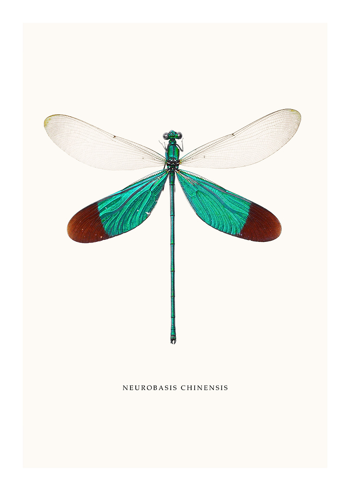 Neurobasis Chinensis