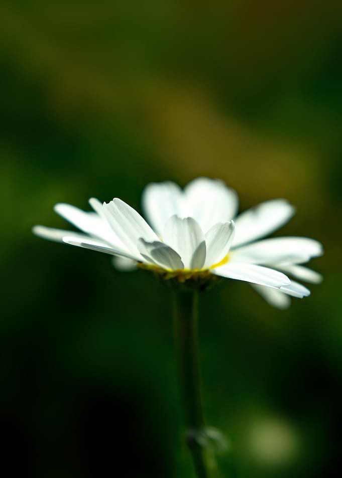 Wild chamomile