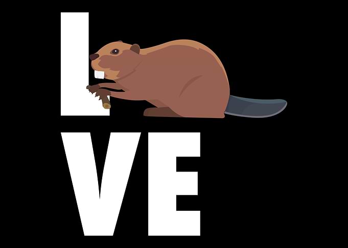 Beaver Love Beaver Animal