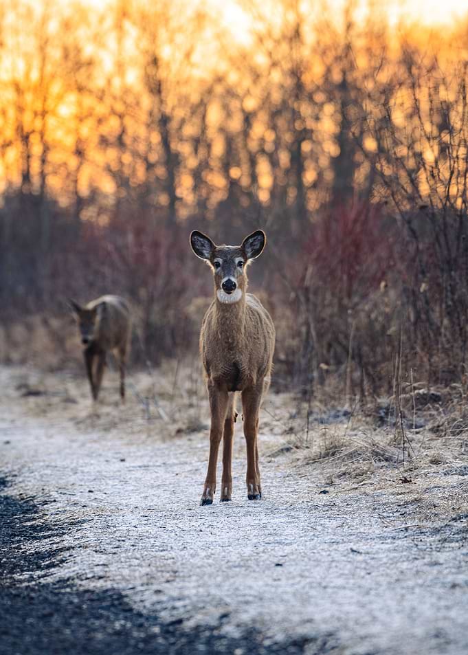 Curious fawn