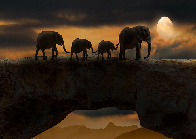 sunset elephant night
