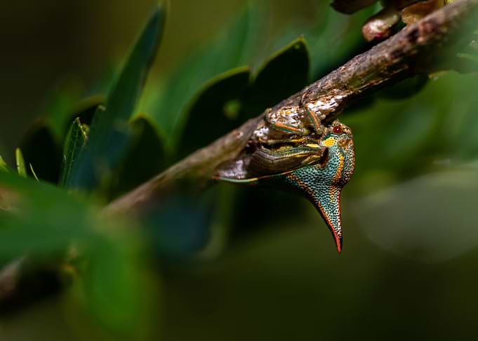 colorful Thorn Bug