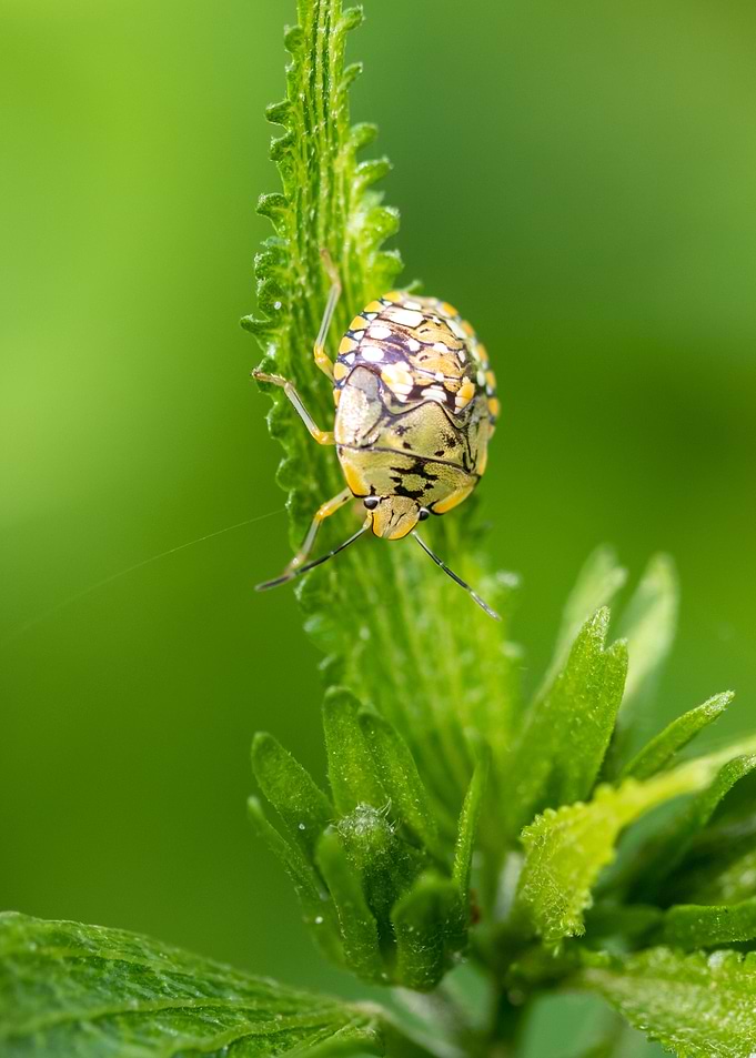 Stink Bug