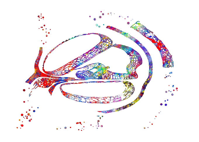 Inner ear Histology