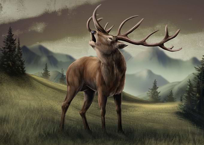 Red deer buck