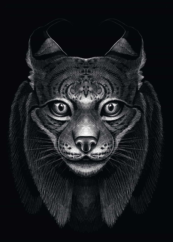 Drawing of the lynx