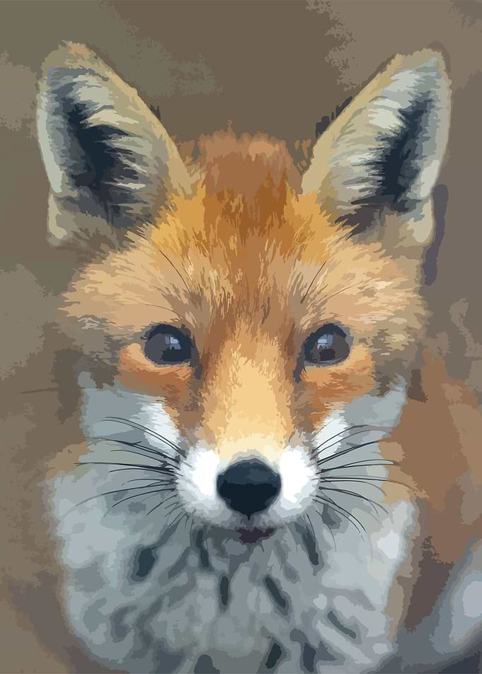 fox