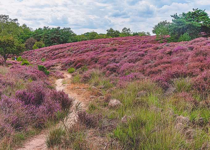 Mookerheide