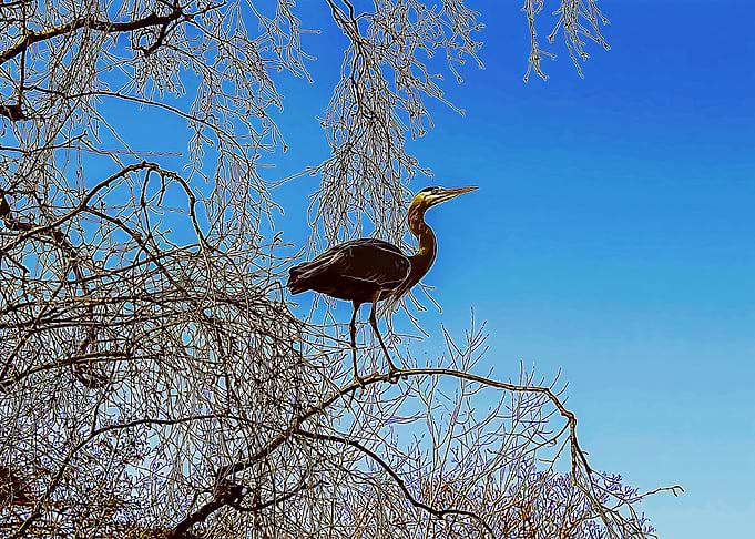 the stork poster