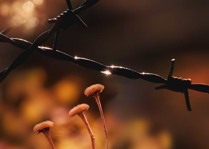 Conjoint barb wire