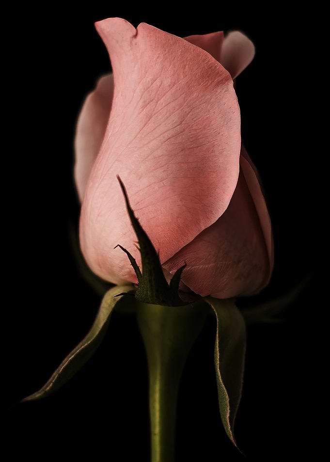 Flower Art