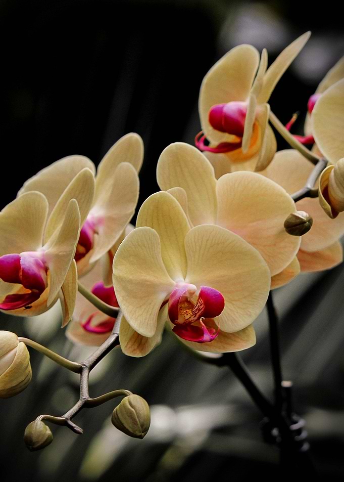 Orchid