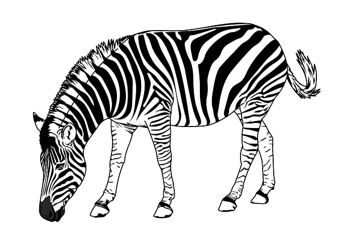 Zebra