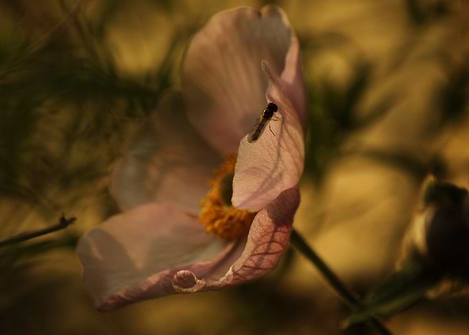 Evening chanting