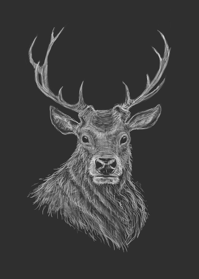 Deer