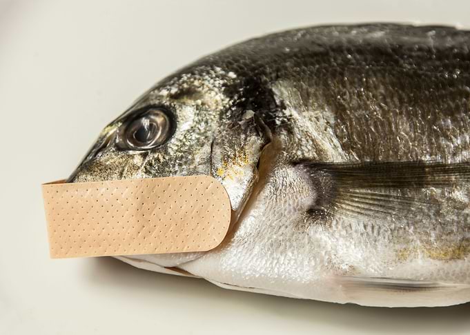 Fish patch