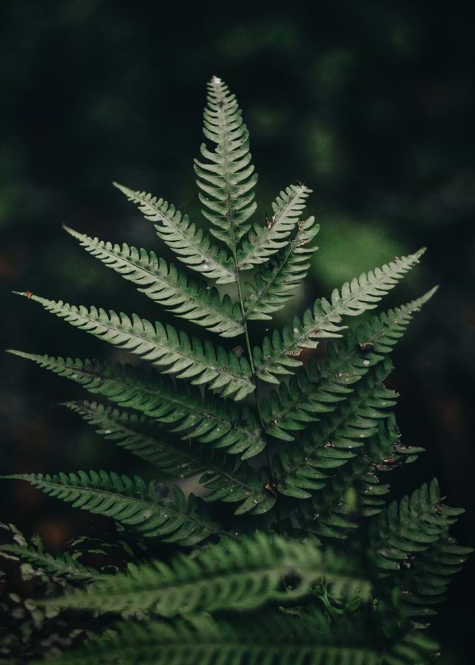 Leaf lover vol6