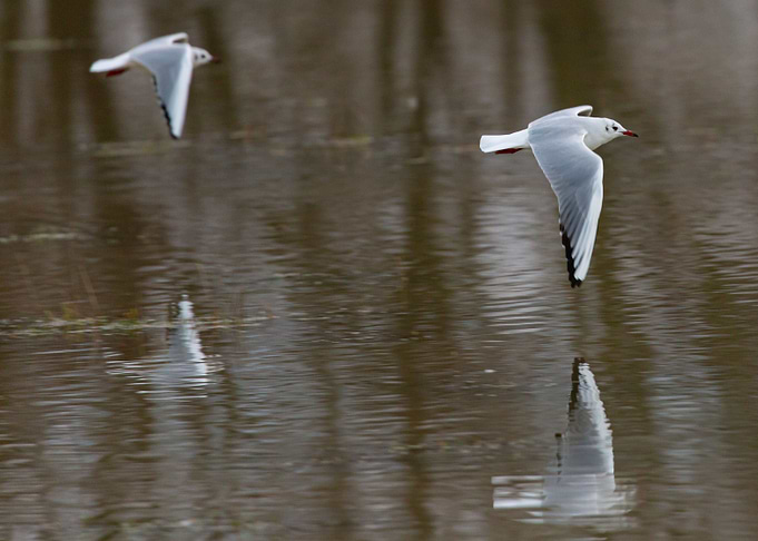 Flight over water