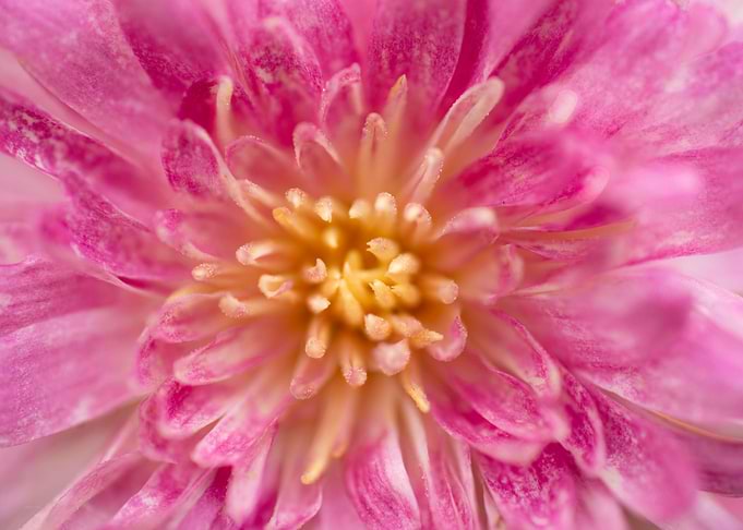 Pretty in pink
