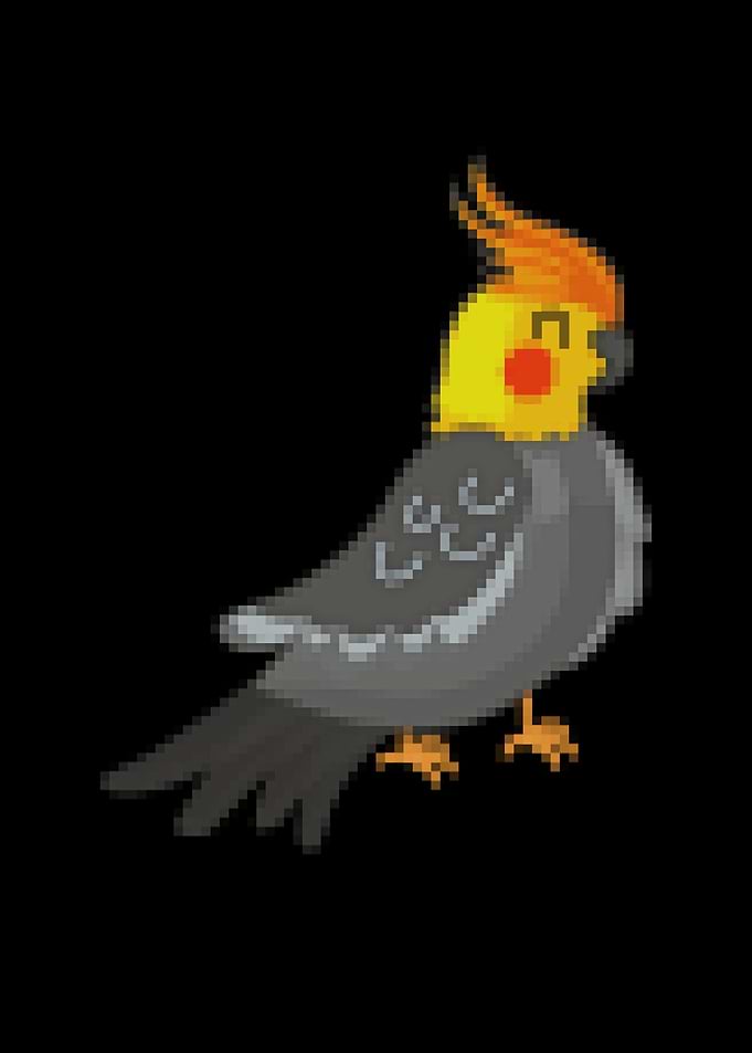 COCKATIEL Birds Funny