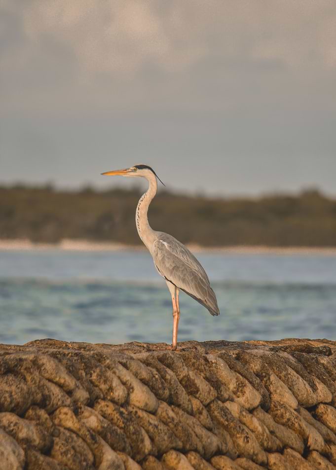 the stork poster