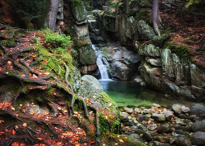 Wonders Of The Forest
