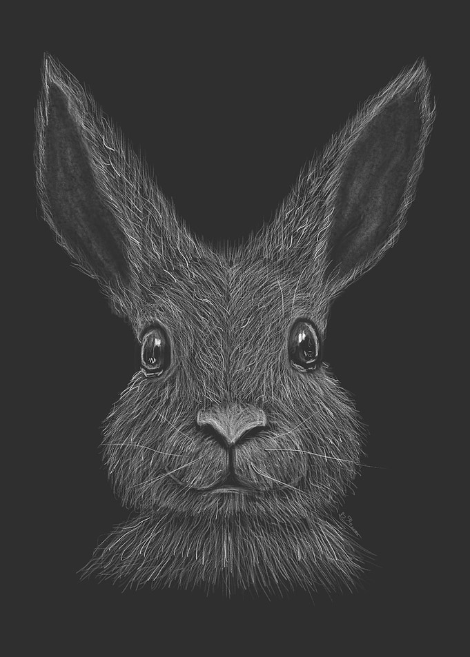 Bunny