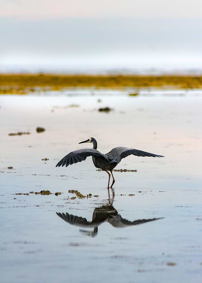 the stork poster