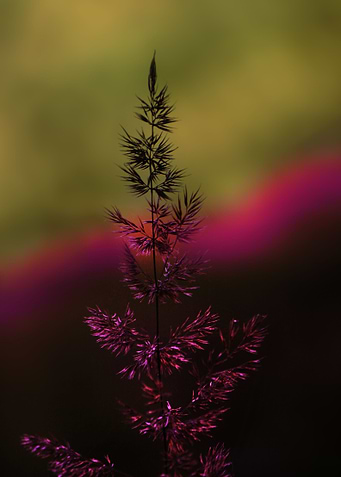 Dressed in autumn