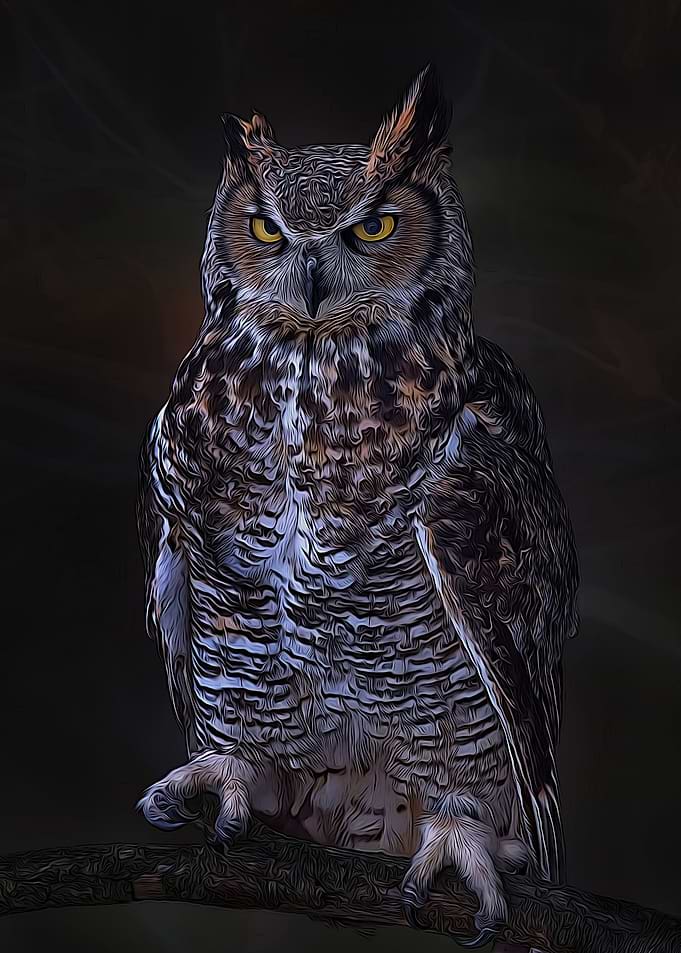 Owl Cute