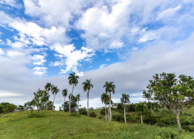blue Sky and Palms