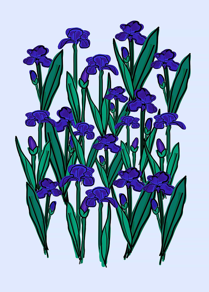Iris flowers
