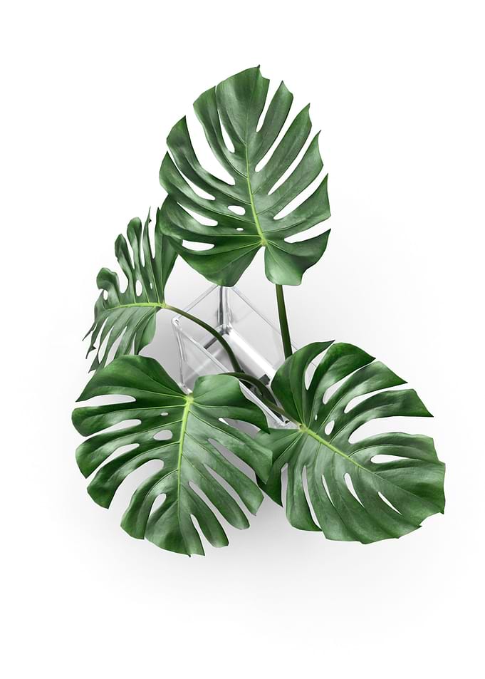 monstera