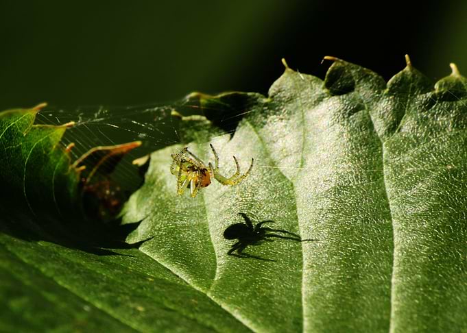 Do not spider on me